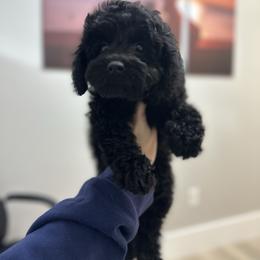 Abigale Gabble - Black female Cockapoo puppy in Deming, Washington from Heavenly Puppies to Love