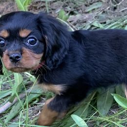 Cavalier King Charles Spaniels and Cavapoos from Snowy Peaks Cavaliers