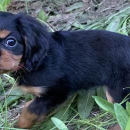 Cavalier King Charles Spaniels and Cavapoos from Snowy Peaks Cavaliers