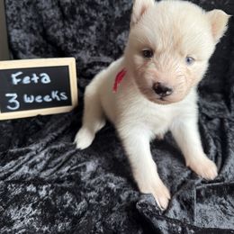 Feta - White female Siberian Husky puppy in Southampton, New Jersey from First Frost Kennels