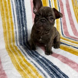French Bulldog Puppies from South Texas Frenchies