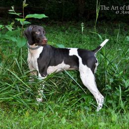 AURORA - German Shorthaired Pointer