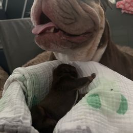 Bulldog and French Bulldog Puppies from JuneBug Bullies