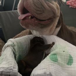 Bulldog and French Bulldog Puppies from JuneBug Bullies