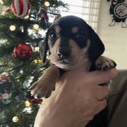 Dachshund Puppies from Empire's Dachshunds