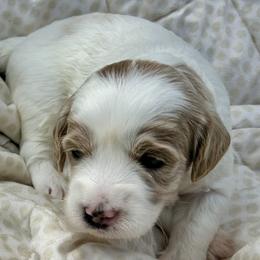 Lewis (Blue Collar) - Parti male Goldendoodle puppy in China Grove, North Carolina from Lasting Legacy Family Dogs
