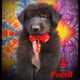 Sgt Al Powell - Black male German Shepherd puppy in Fort Jennings, Ohio from Von Holtzapple German shepherds