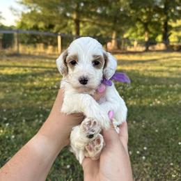 Beloved - Purple collar girl - Parti female Goldendoodle puppy in Ruthorfordton, North Carolina from Duncan Doodles Goldendoodles