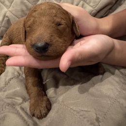 Male 3 - Red  male Poodle puppy in Riverside, California from Riverside red poodles