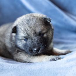 Girl 3 - female Pomsky puppy in Meredith, New Hampshire from New World Pomskies