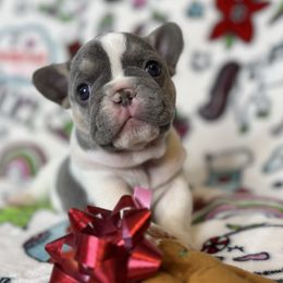Aretha Franklin - Tricolors female French Bulldog puppy in Sterling Heights, Michigan from Freshwater Frenchies