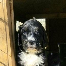 Bernedoodle Puppies from Flat Creek Bernedoodles