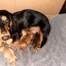 Dachshund puppies from Empire Yorkies