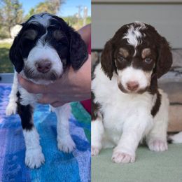 Poodle Puppies from Country Side Kennels