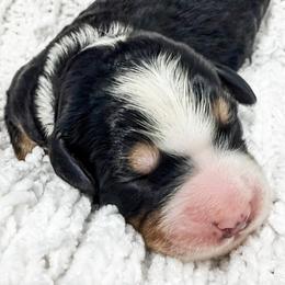 Tan - Tri-color female Bernedoodle puppy in Marne, Michigan from MI Doodles