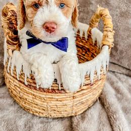 Goldendoodle Puppies from Carmel Classy Doodles