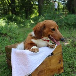 Branch- Proven Male-AKC - Piebald male Dachshund puppy in Marshfield, Missouri from Hilltop Kennel LLC