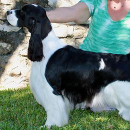 English Springer Spaniels from Solaire Springers
