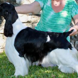 English Springer Spaniels from Solaire Springers