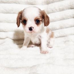 Kenny - Blenheim male Cavalier King Charles Spaniel puppy in Wilburton, Oklahoma from My Kids Kennel