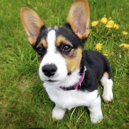 Pembroke Welsh Corgis from Lil’ Wink’s Corgis