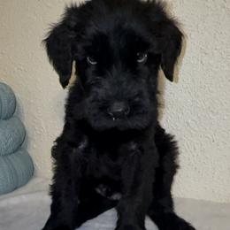 Giant Schnauzer Puppies from JAMG Schnauzers