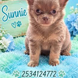 S.F - Black and tan male Chihuahua puppy in Parkland, Washington from Cascades Cuties