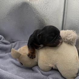 Alice - Black and tan female English Toy Spaniel puppy in Pennsylvania from Enchanting Charlies