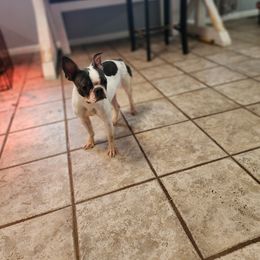 Beretta - Boston Terrier