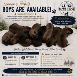 Boy 1 - Fawn male Belgian Malinois puppy in Alger, Michigan from Aspen’s Edge Kennel
