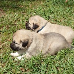 Kangal Puppies from DASA Ridge Kangals