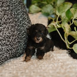 Coral - Black tri-color female Aussiedoodle puppy in Inman, South Carolina from Dark Corner Doodles