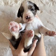 Penny - female Australian Mountain Doodle puppy in Snook, Texas from Snook Acres Doodles