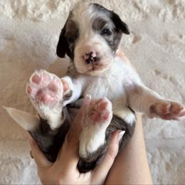 Penny - female Australian Mountain Doodle puppy in Snook, Texas from Snook Acres Doodles