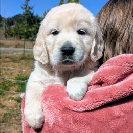 Magenta Female - Light golden female Golden Retriever puppy in Roseburg, Oregon from Unbound Goldens