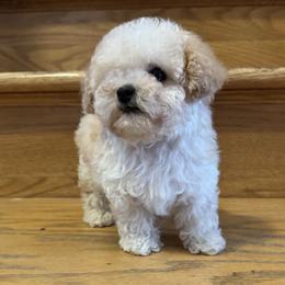 Poodle puppies from Midwest Timberland Pups