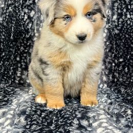 Miniature Australian Shepherd and Toy Australian Shepherd Puppies from Pistol Paws Aussies