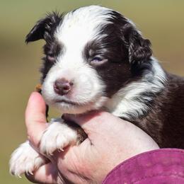 Blue orange girl - Red & white female Australian Shepherd puppy in Clarkrange, Tennessee from Vom Wolff