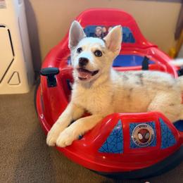 Macy - Merle female Pomsky puppy in Amarillo, Texas from Pom Pom Pomskies