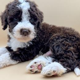 Hatch - male Australian Mountain Doodle puppy in Claremont, North Carolina from Magnolia Grove Farms