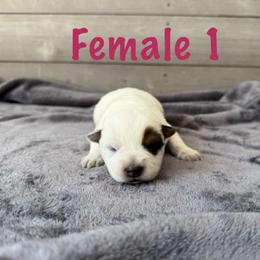 Aurora - Red mottled female Australian Cattle Dog puppy in Axton, Virginia from Red Clay Kennels