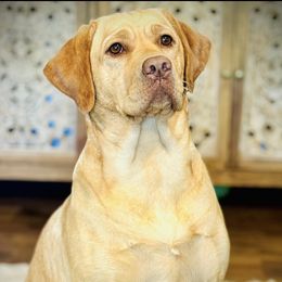 Finley - Labrador Retriever