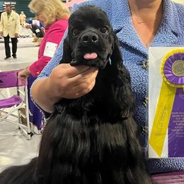 Lennon - Cocker Spaniel