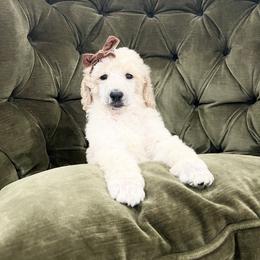Cara - Cream female Poodle puppy in Leonard, Texas from Laird Farms