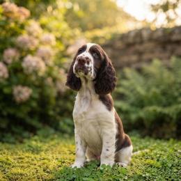 Aussie - Liver and white female English Springer Spaniel puppy in Newport News, Virginia from Sara's English Springer Spaniels
