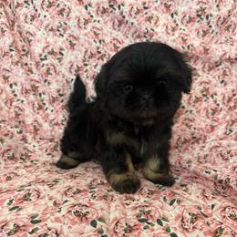 Blanche - Black and tan female Shih Tzu puppy in Shawnee, Oklahoma from Black Velvet Shih Tzu