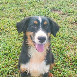 BTM1 - Black tri-color male Australian Shepherd puppy in Seneca, South Carolina from Tawodi Hills