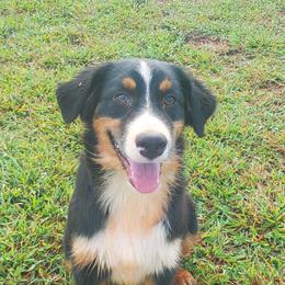 BTM1 - Black tri-color male Australian Shepherd puppy in Seneca, South Carolina from Tawodi Hills