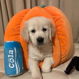Lola - Light golden female Golden Retriever puppy in Ennis, Texas from Amberidge Golden Retrievers