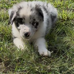 Rein - Blue merle female Australian Shepherd puppy in Stillwater, Oklahoma from Kennel de Fowler